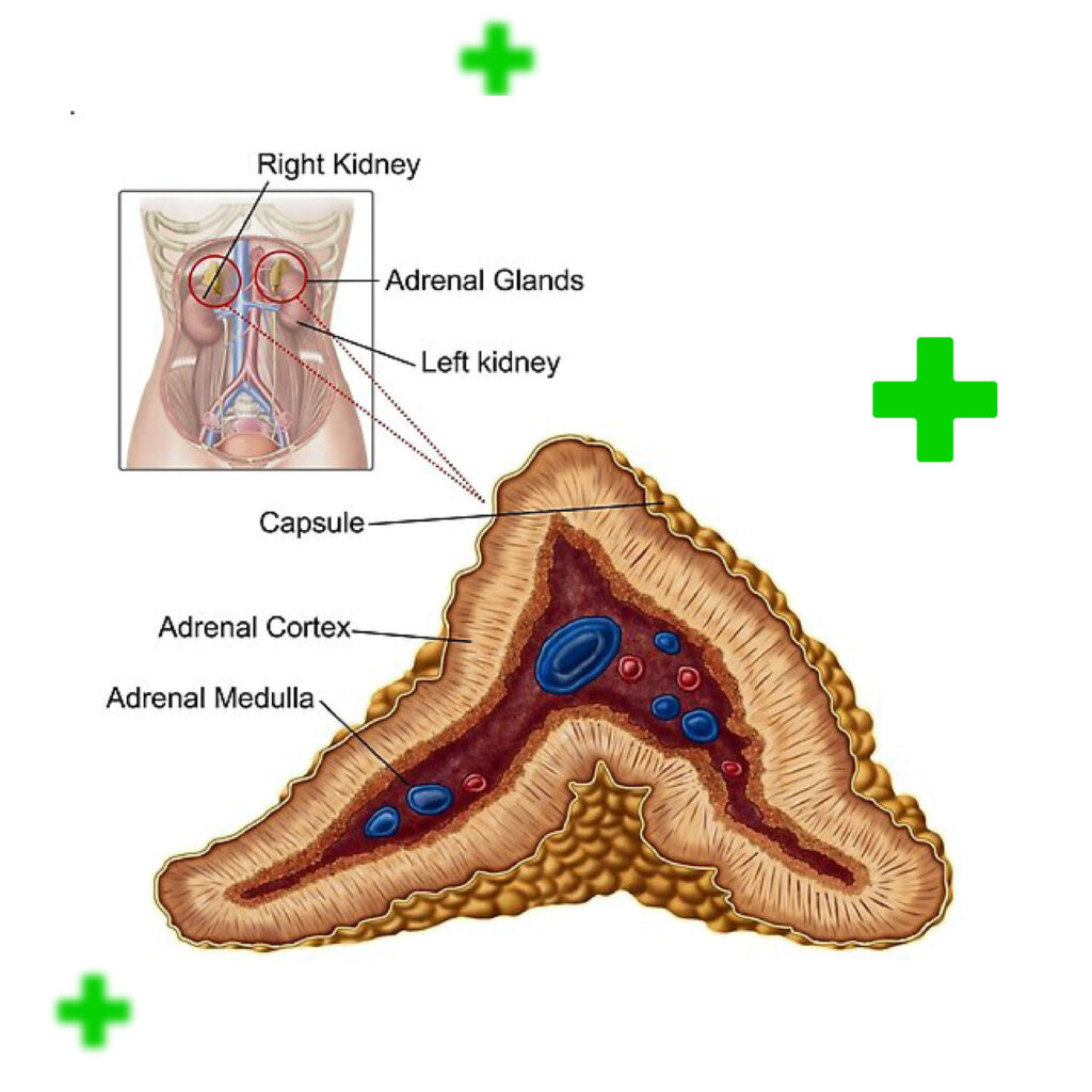 adrenal gland location